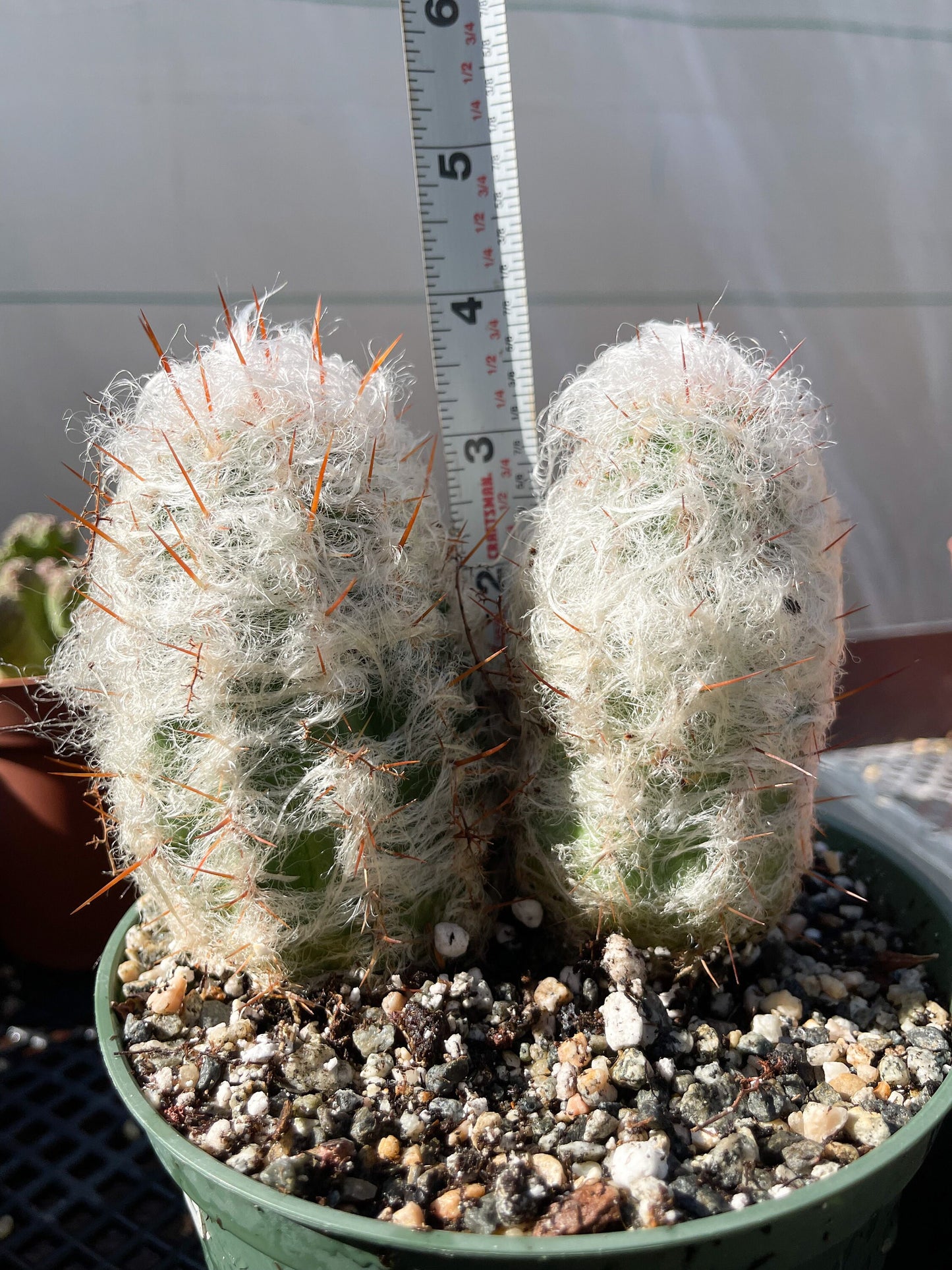 Oreocereus Trollii | Old Man Cactus | Live Cactus