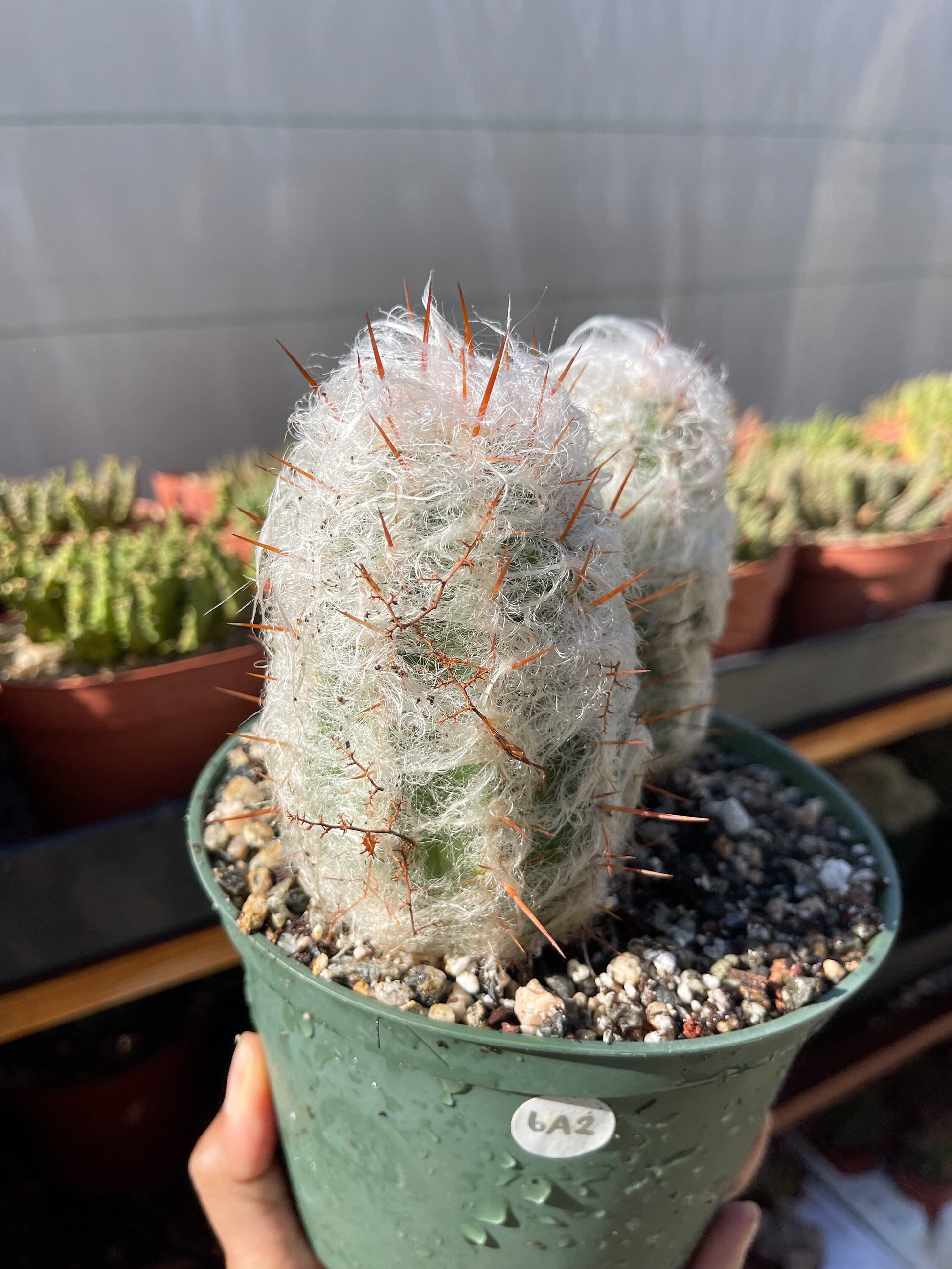 Oreocereus Trollii | Old Man Cactus | Live Cactus