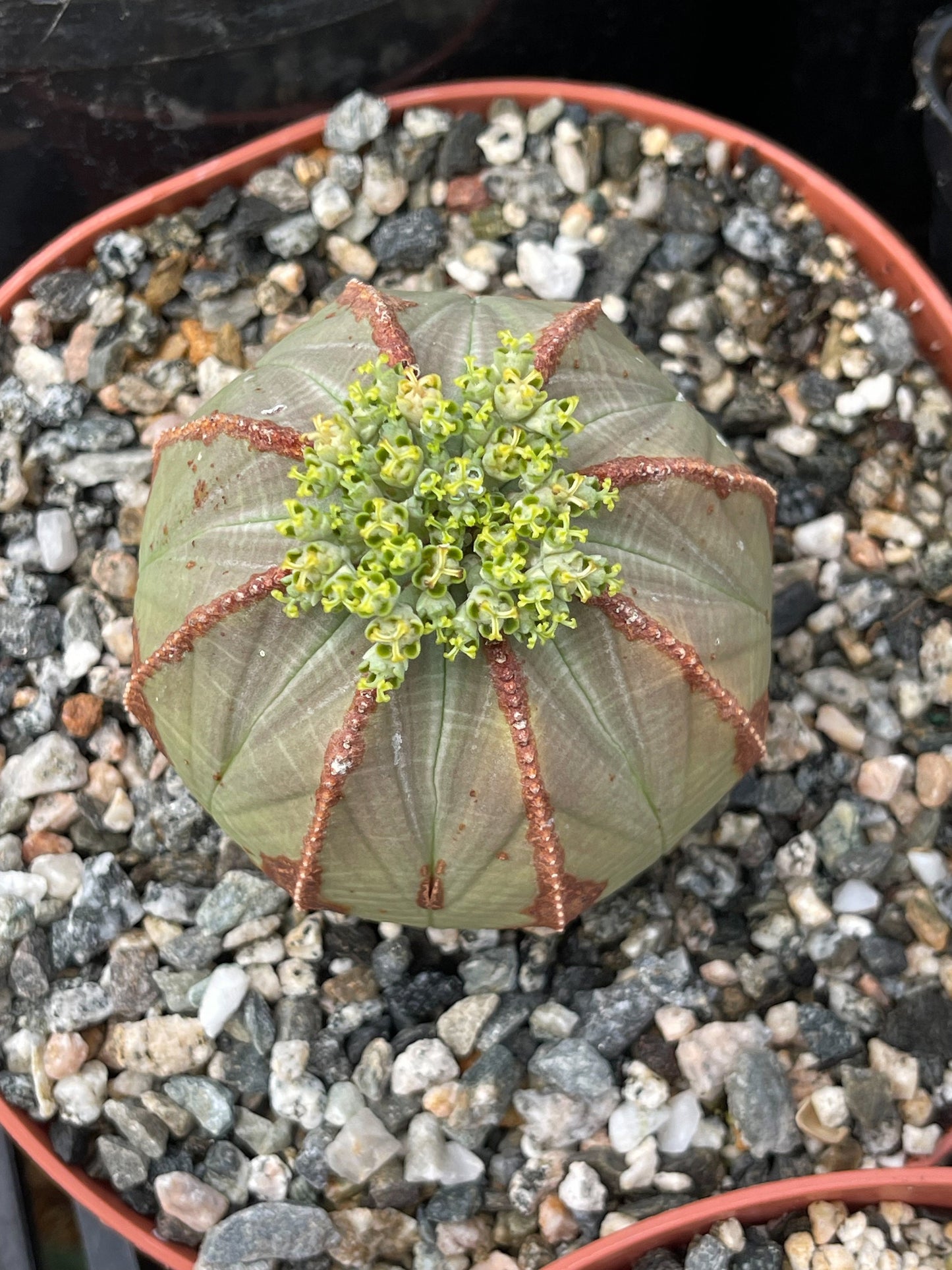 Euphorbia Obesa| Rare Plant | Live Plant | Live Cactus