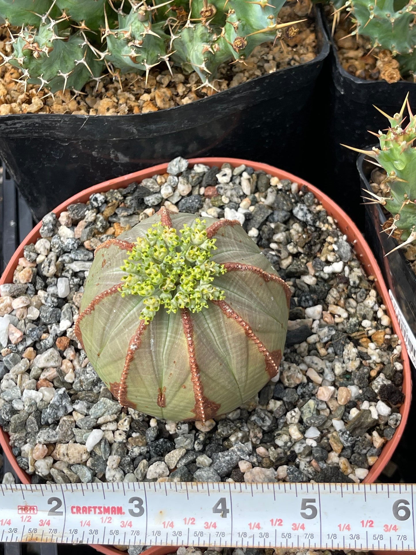 Euphorbia Obesa| Rare Plant | Live Plant | Live Cactus