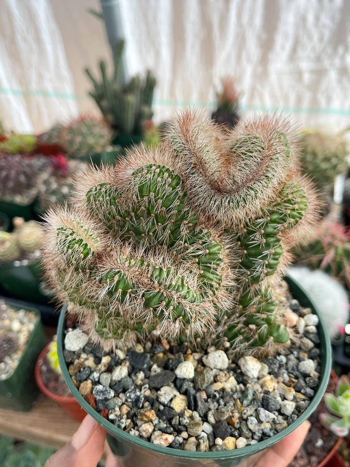 5” Stenocereus hollianus f. cristata | Crested Cactus | Live Plant