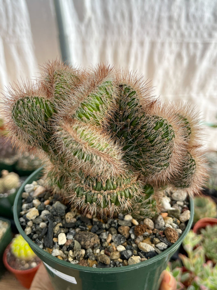 5” Stenocereus hollianus f. cristata | Crested Cactus | Live Plant