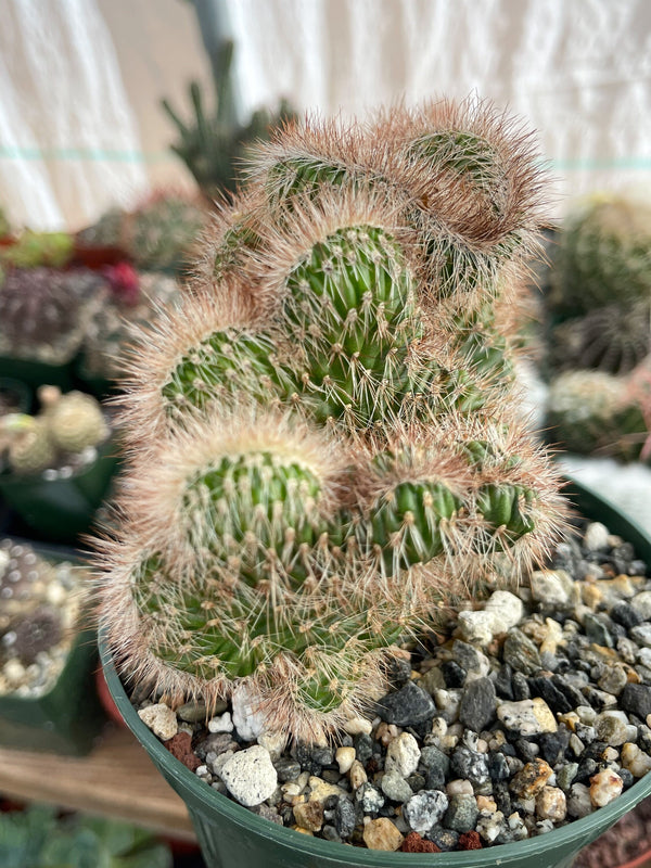 5” Stenocereus hollianus f. cristata | Crested Cactus | Live Plant