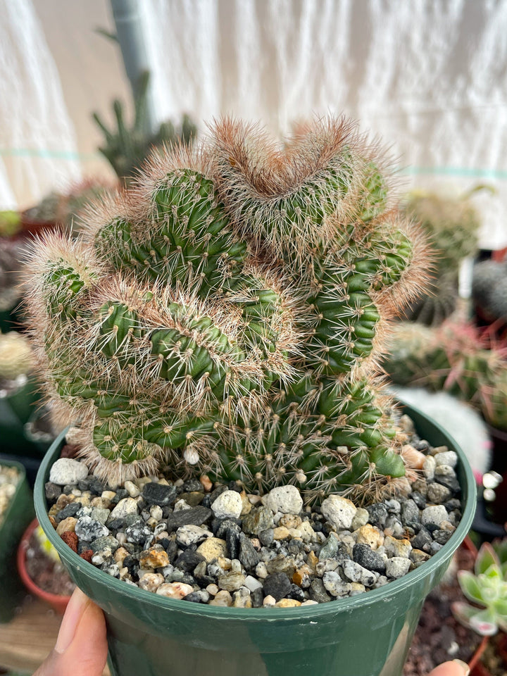 5” Stenocereus hollianus f. cristata | Crested Cactus | Live Plant