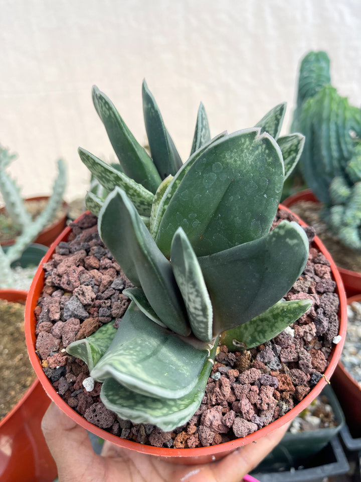 Large Harworthia with pup | Rare Item | | Live Succulent