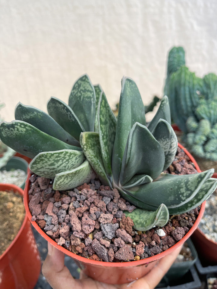 Large Harworthia with pup | Rare Item | | Live Succulent