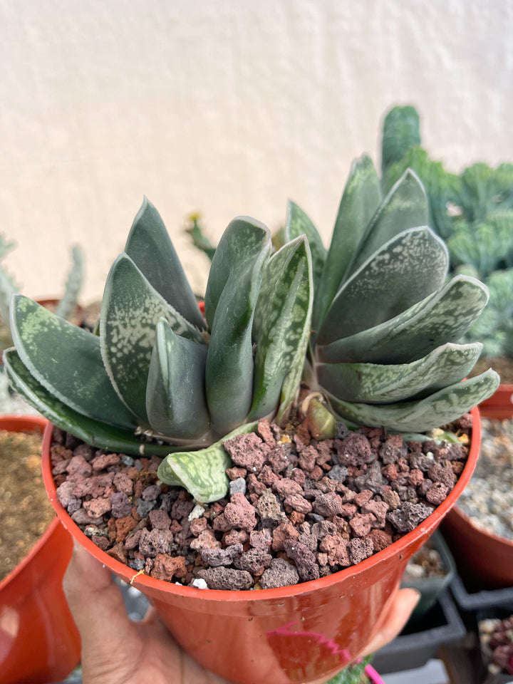 Large Harworthia with pup | Rare Item | | Live Succulent