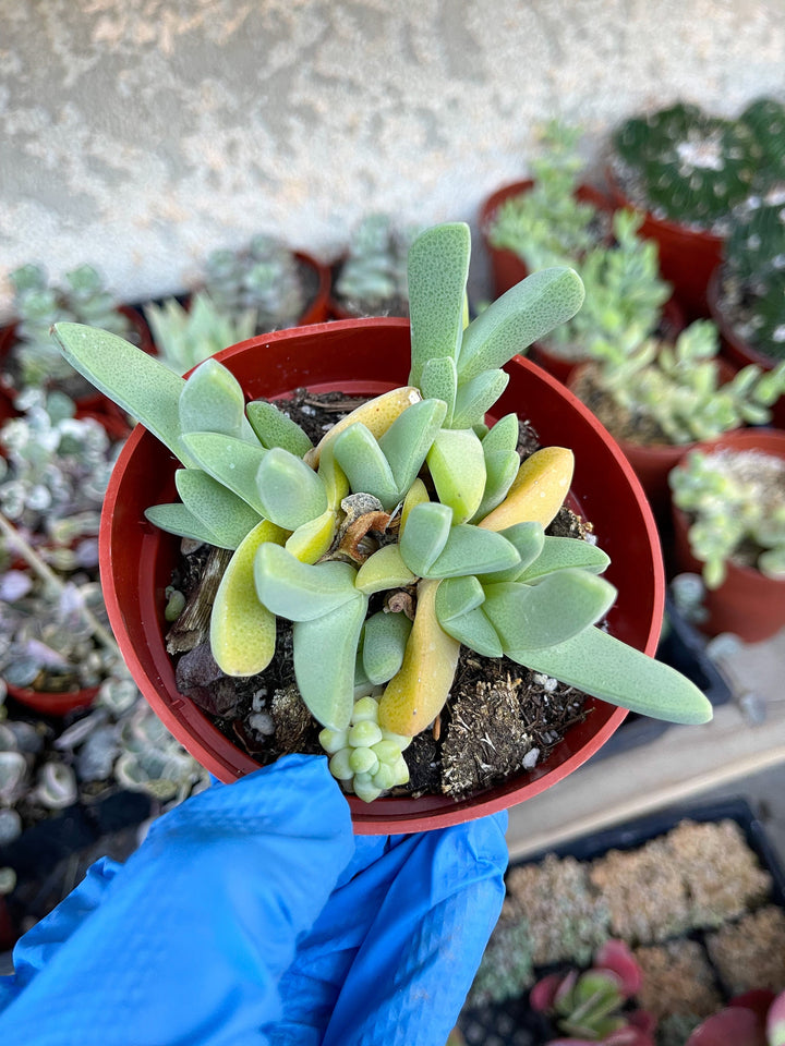 Cheiridopsis Denticulata| Rare Cactus | Live cactus