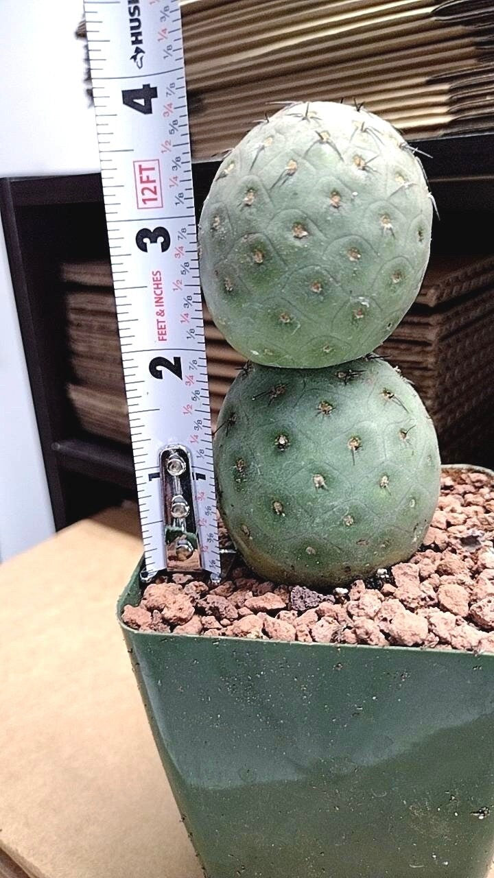 Tephrocactus Geometricus | live Cactus