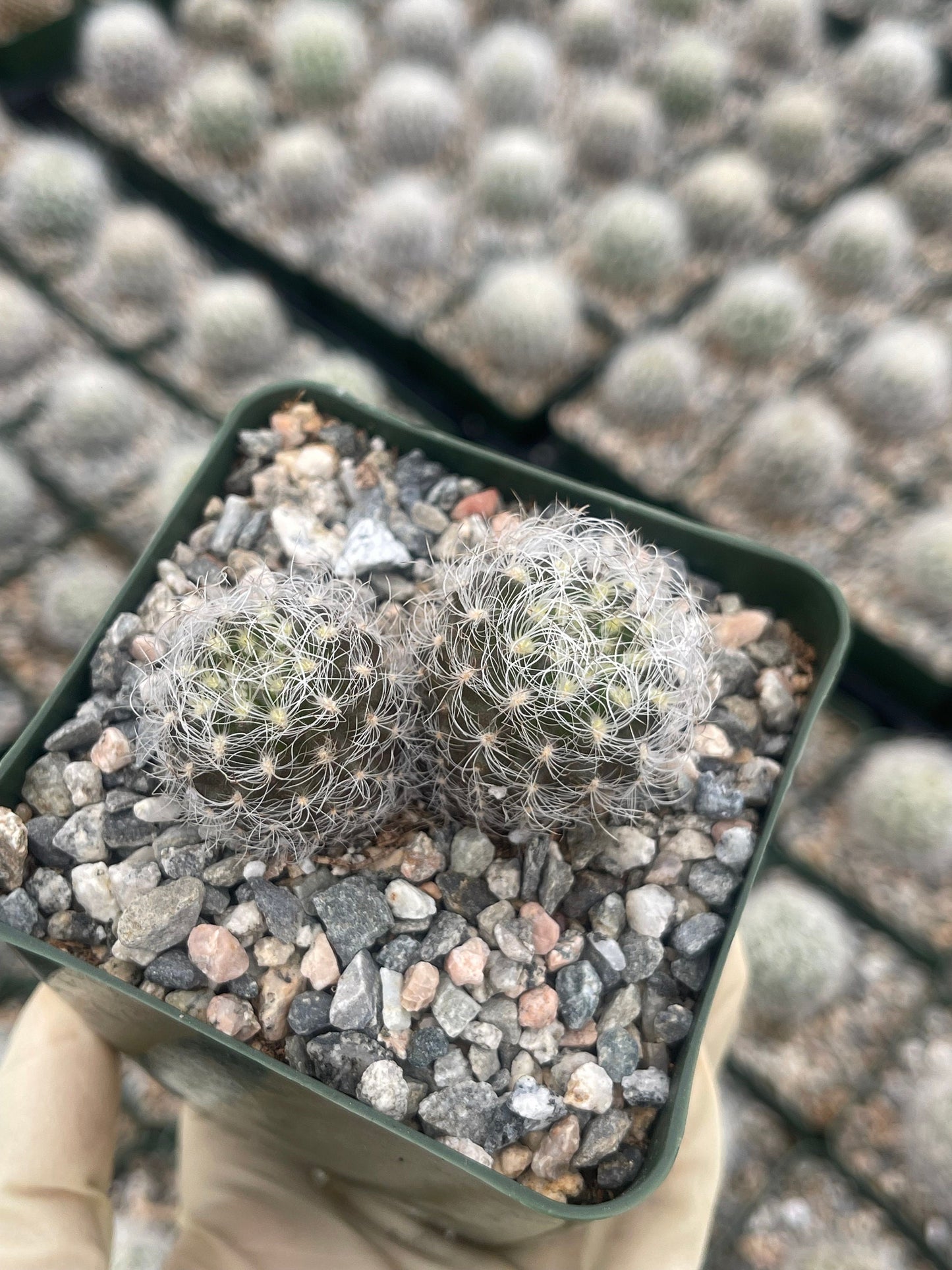 Neoporteria Nidus Senilis | Live Cactus