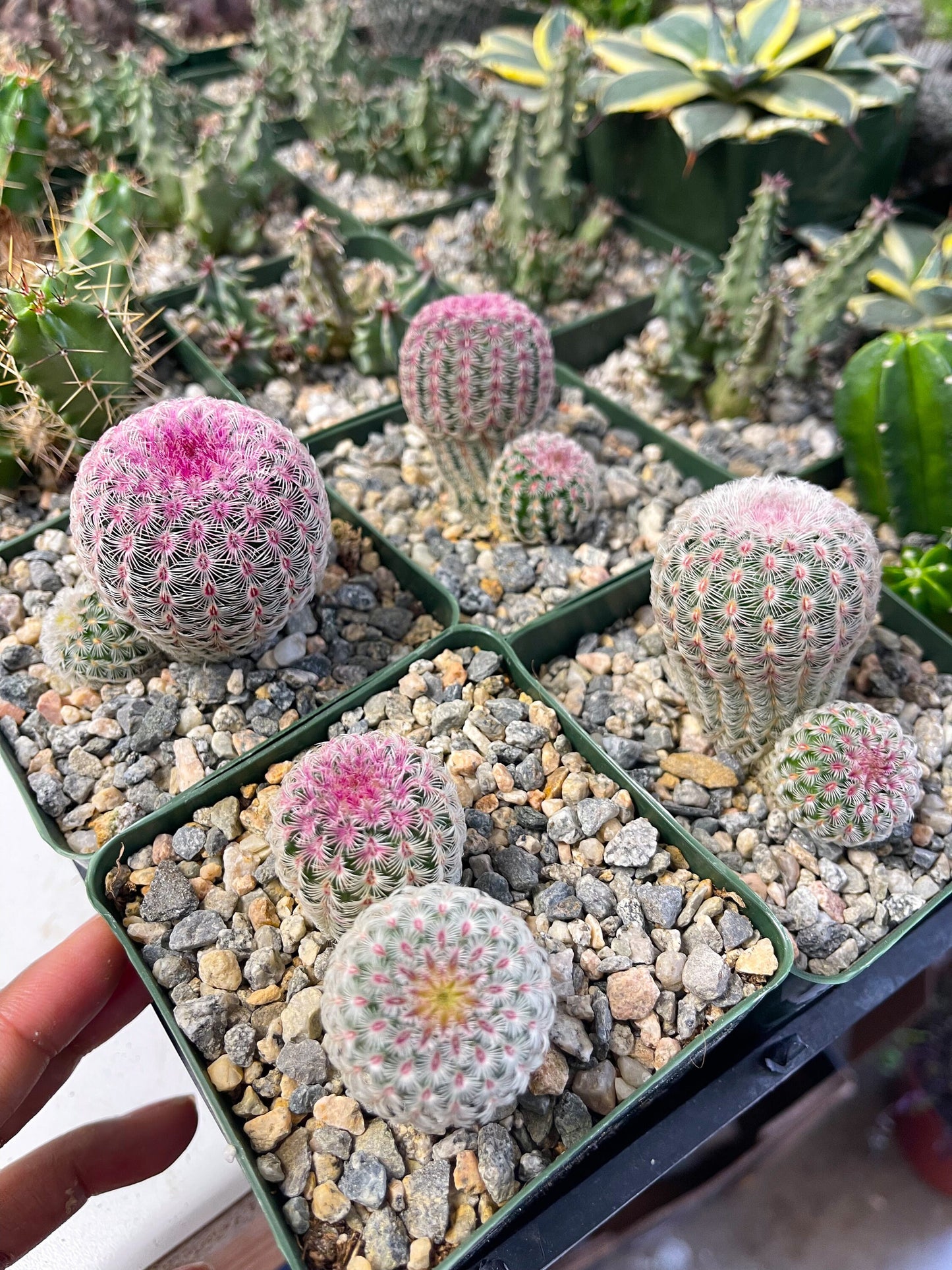 Rainbow Cactus | Rare Cactus | Echinocereus rigidissimus