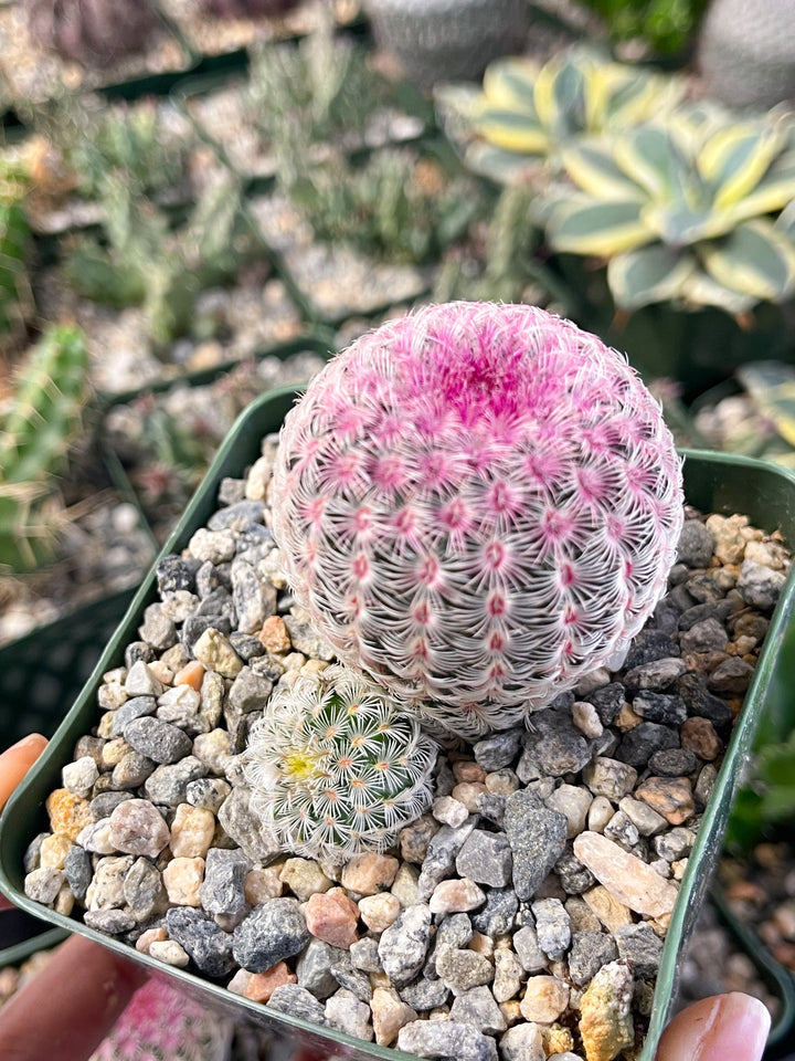 Rainbow Cactus | Rare Cactus | Echinocereus rigidissimus