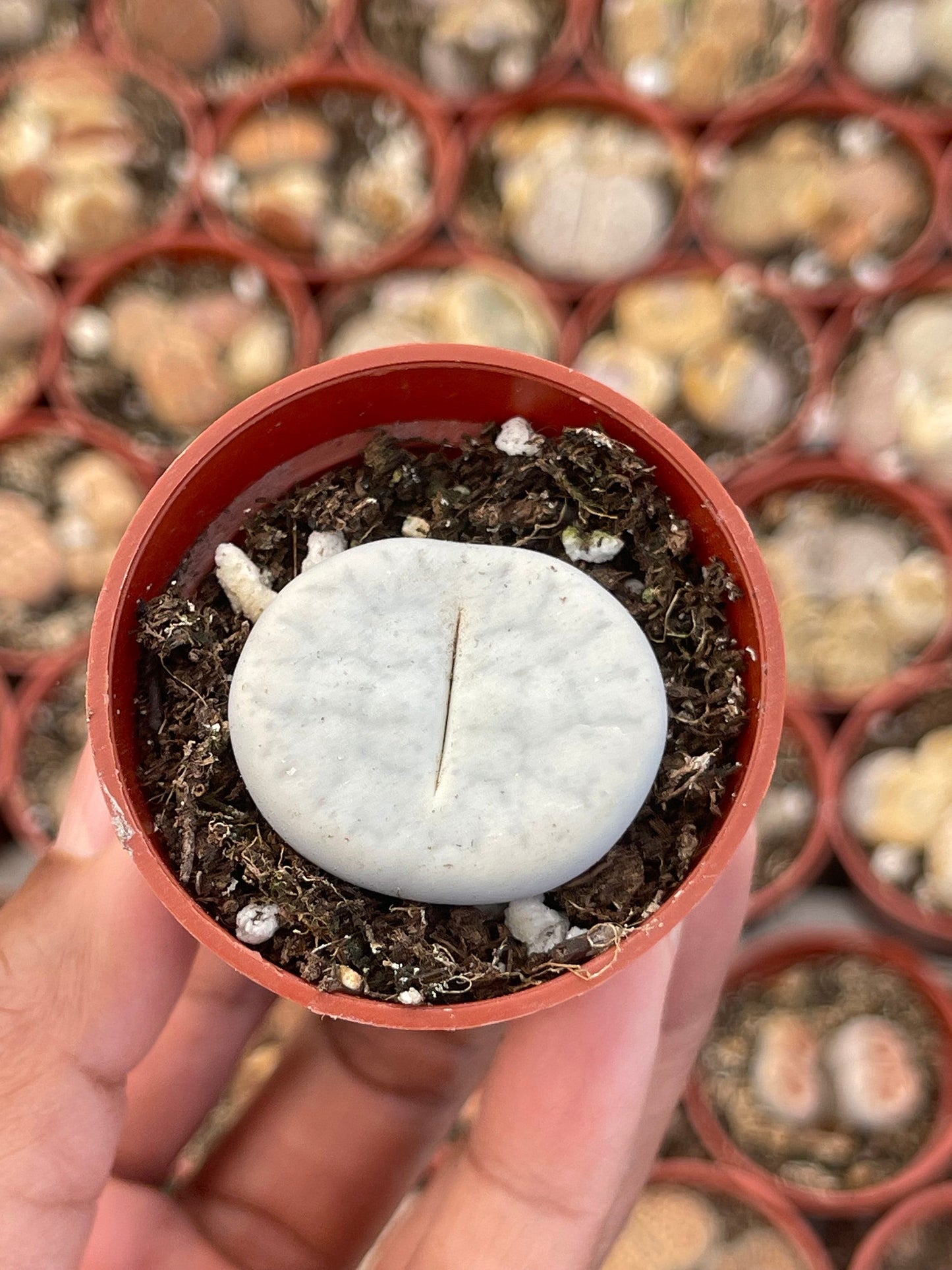 Lithops Pseudotruncatella | Lithops Living Stone succulent | Live Plant