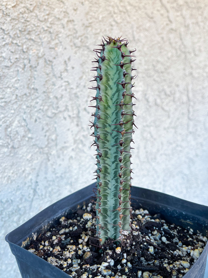 Euphorbia Confinalis ssp. Rhodesia | Live Plant | Live Cactus