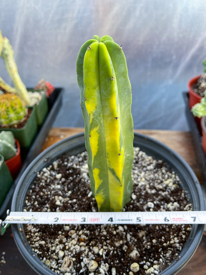 Variegated Myrtillocactus Geometrizans | Blue Myrtle Cactus | Blue Candle