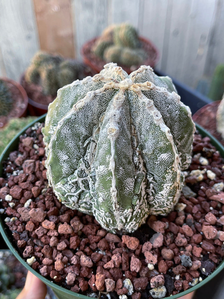 Astrophytum Myriostigma cv. Onzuka Fukuryu | Live Plant | Rare plant