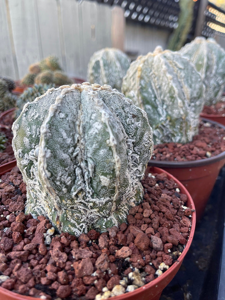 Astrophytum Myriostigma cv. Onzuka Fukuryu | Live Plant | Rare plant