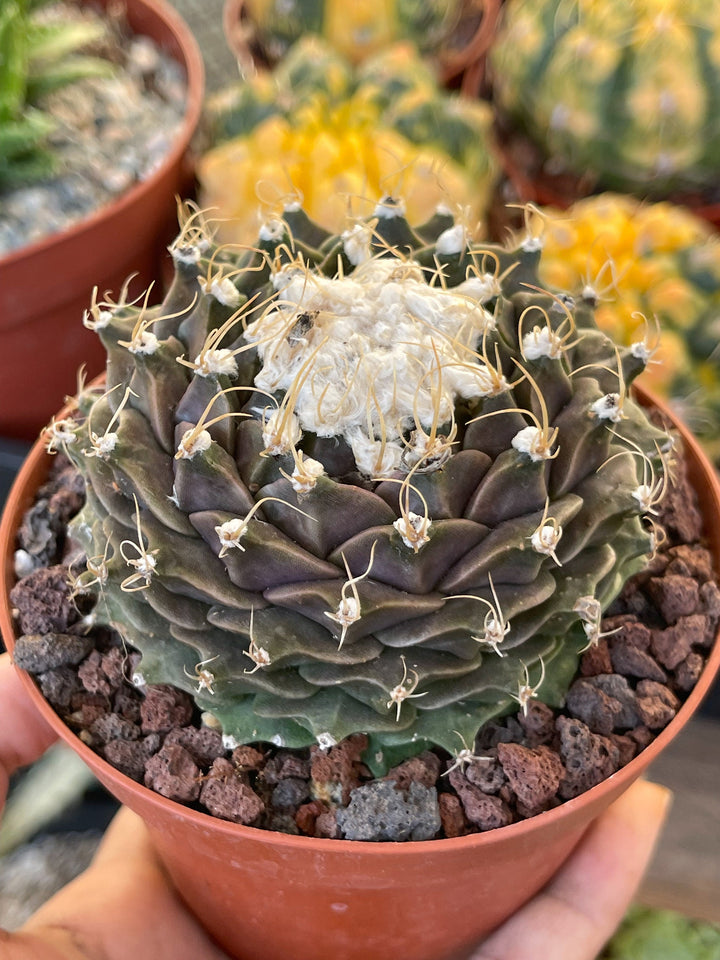 Obregonia Denegri cactus | Artichoke cactus | Rare Cactus