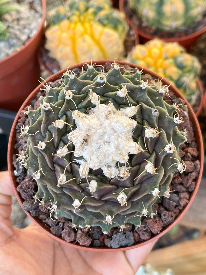 Obregonia Denegri cactus | Artichoke cactus | Rare Cactus