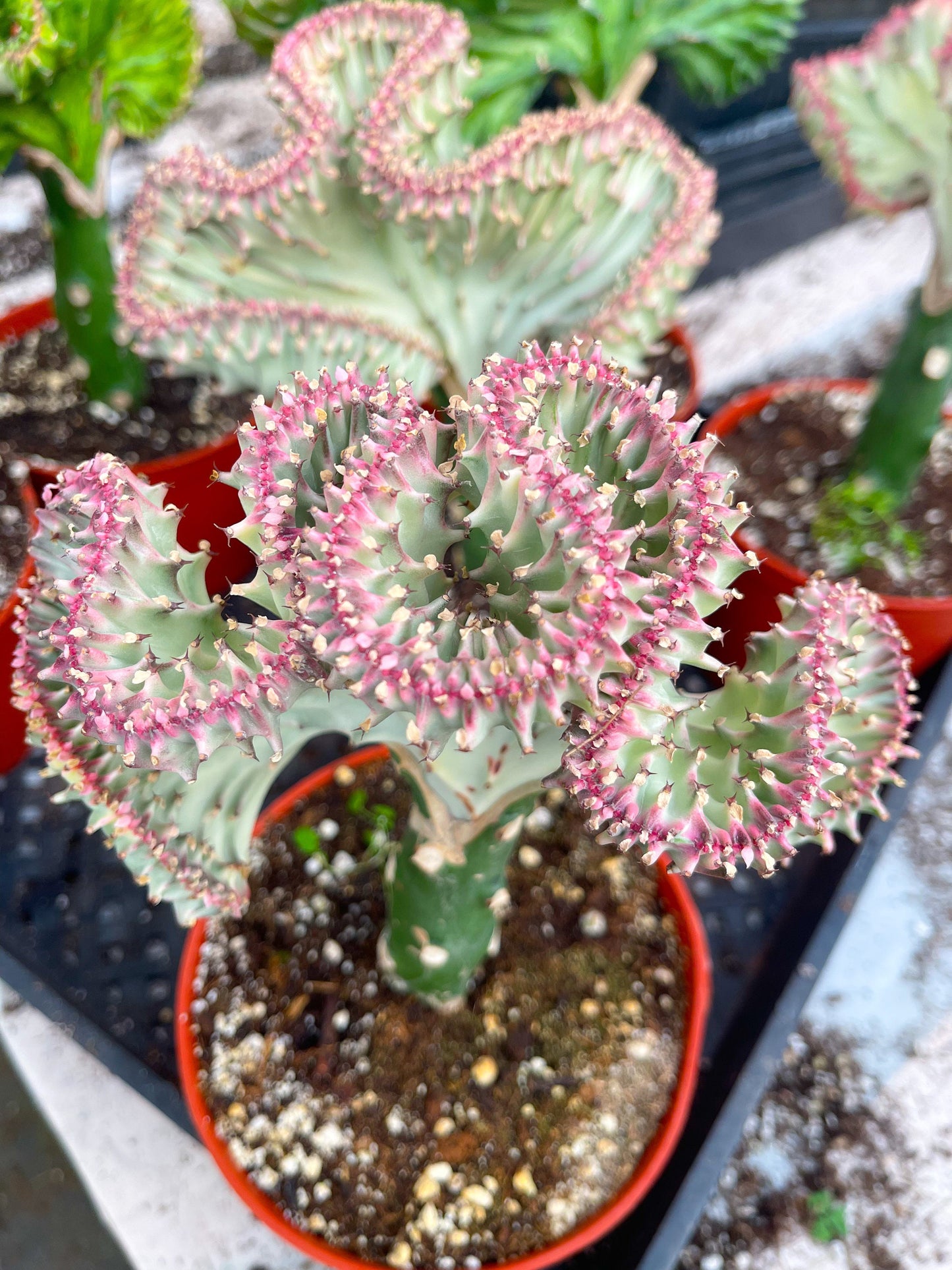 Coral Cactus | Rare Cactus | Graft Cactus