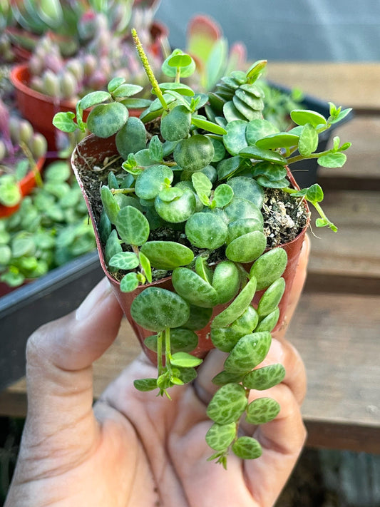 String of Turtles | Live Succulent | Hanging Plants