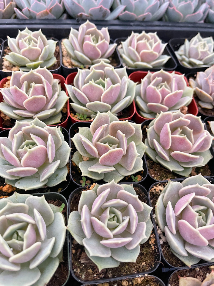 Echeveria Lola | Echeveria succulent | Live Plant