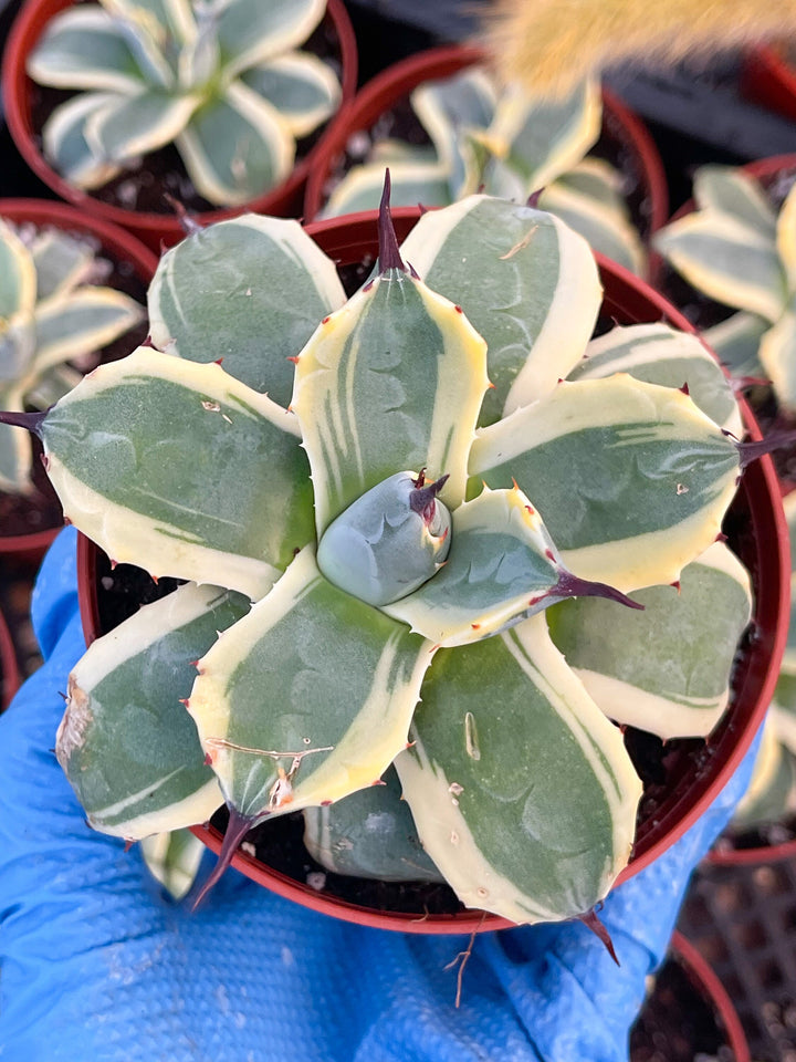 Variegated Agave potatorum Kichijokan with pup | Rare Agave