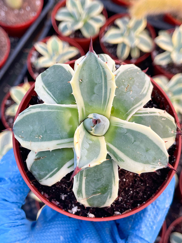 Variegated Agave potatorum Kichijokan with pup | Rare Agave