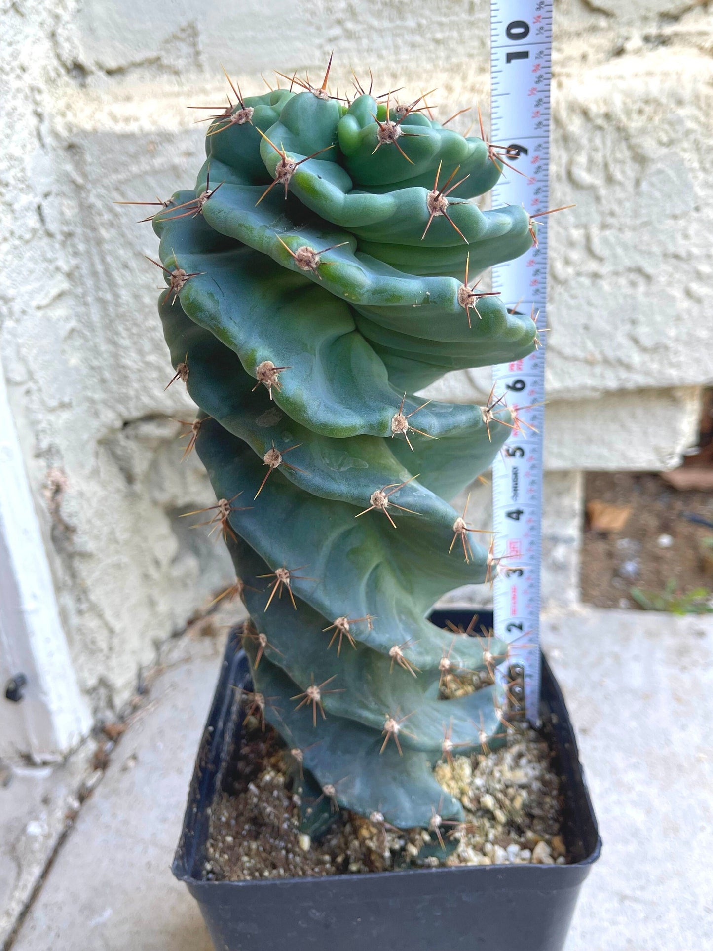 Spiral Cactus | Cereus forbesii Spiralis I Live cactus | Live Plant