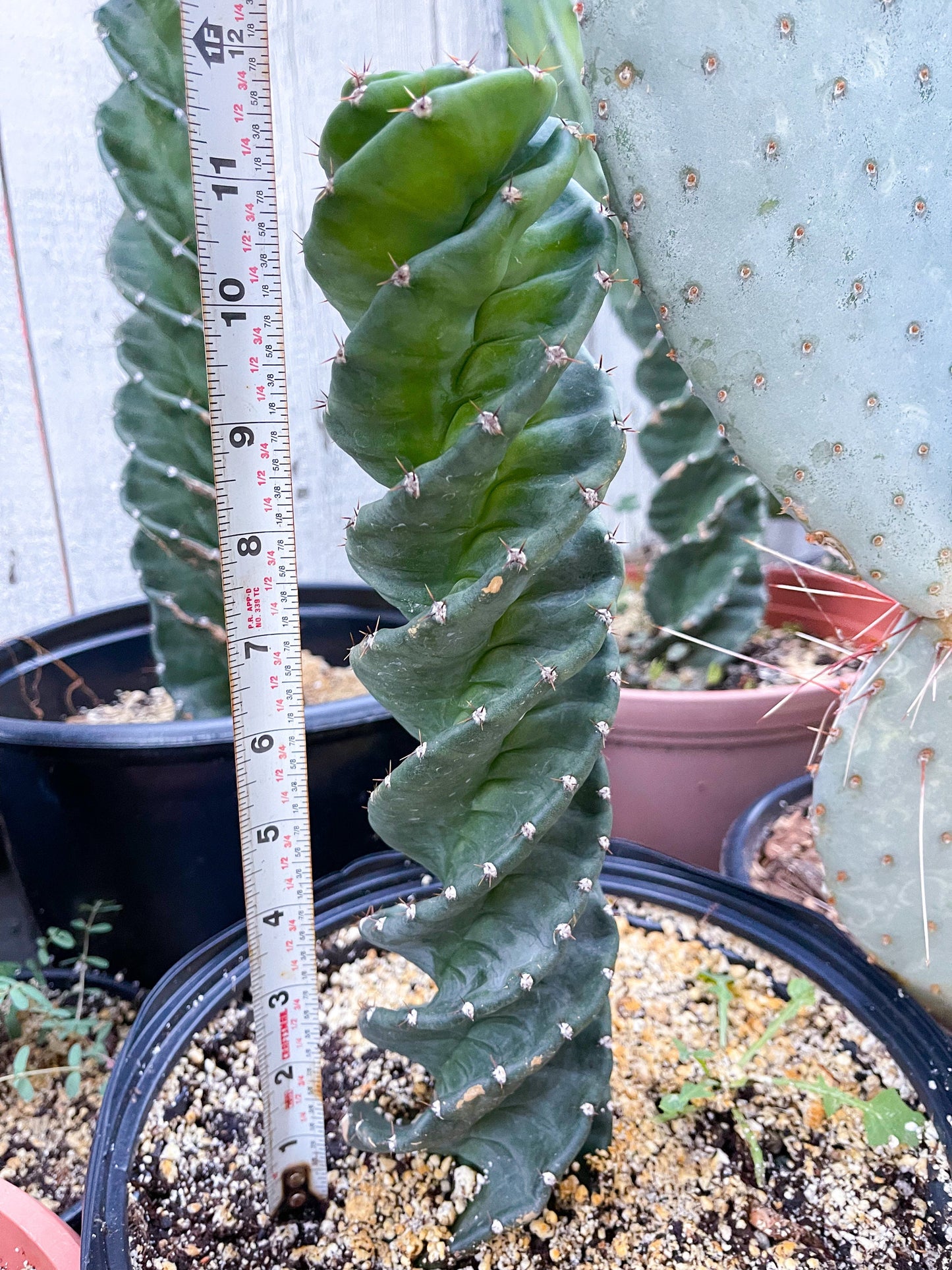 Spiral Cactus | Cereus forbesii Spiralis I Live cactus | Live Plant