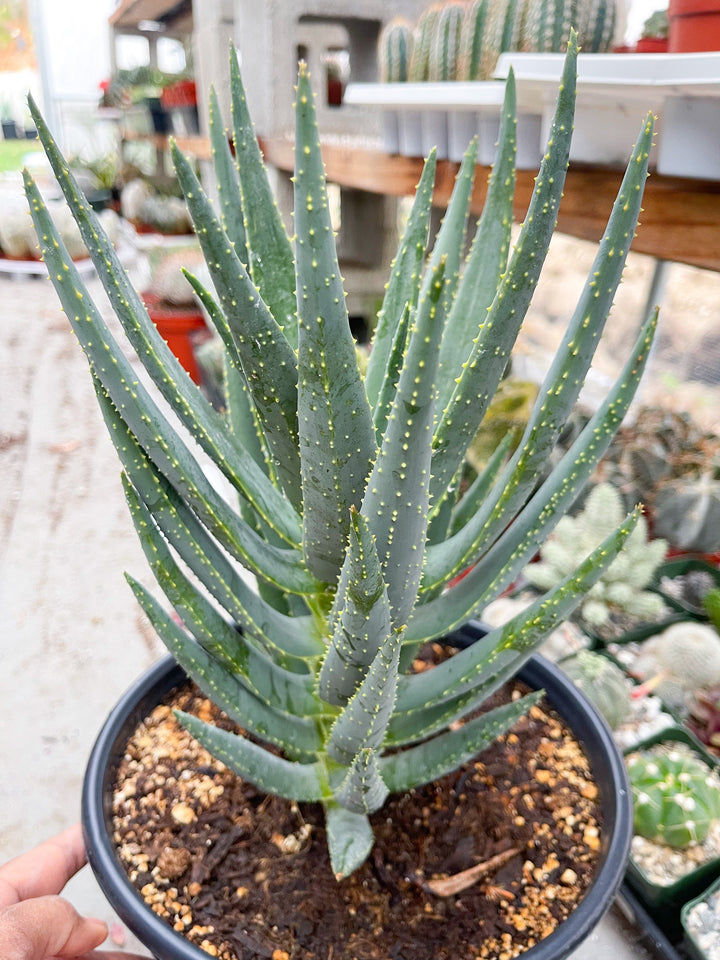 May include: A green succulent plant with long, pointed leaves growing in a black plastic pot. The plant has small, white dots on the leaves. The pot is filled with brown soil.