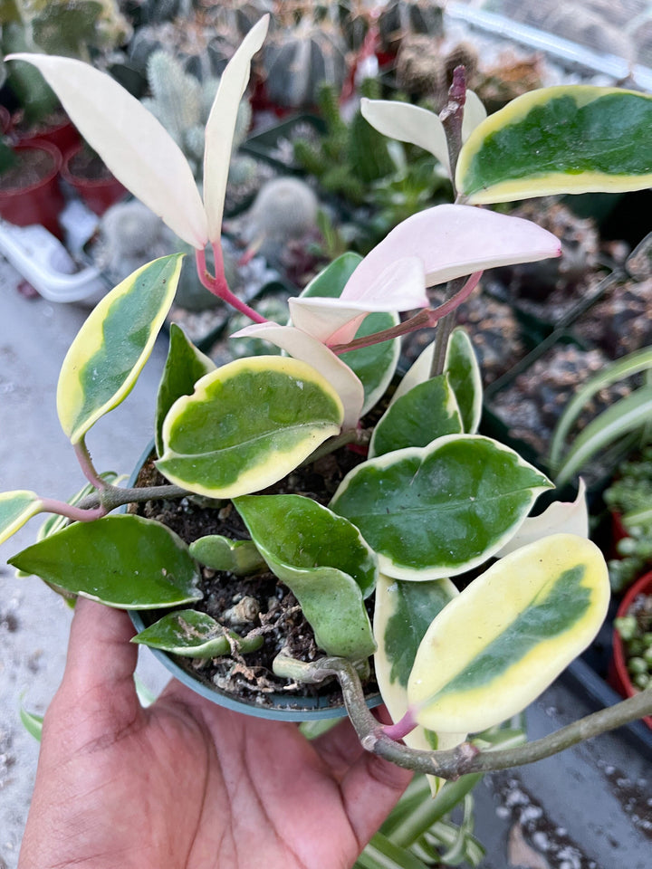 Hoya carnosa ‘Krimson Queen’ | Live variegated indoor house plant