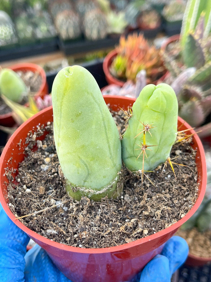 Penis Cactus | Live Plant | Rare Plant | Live Cactus