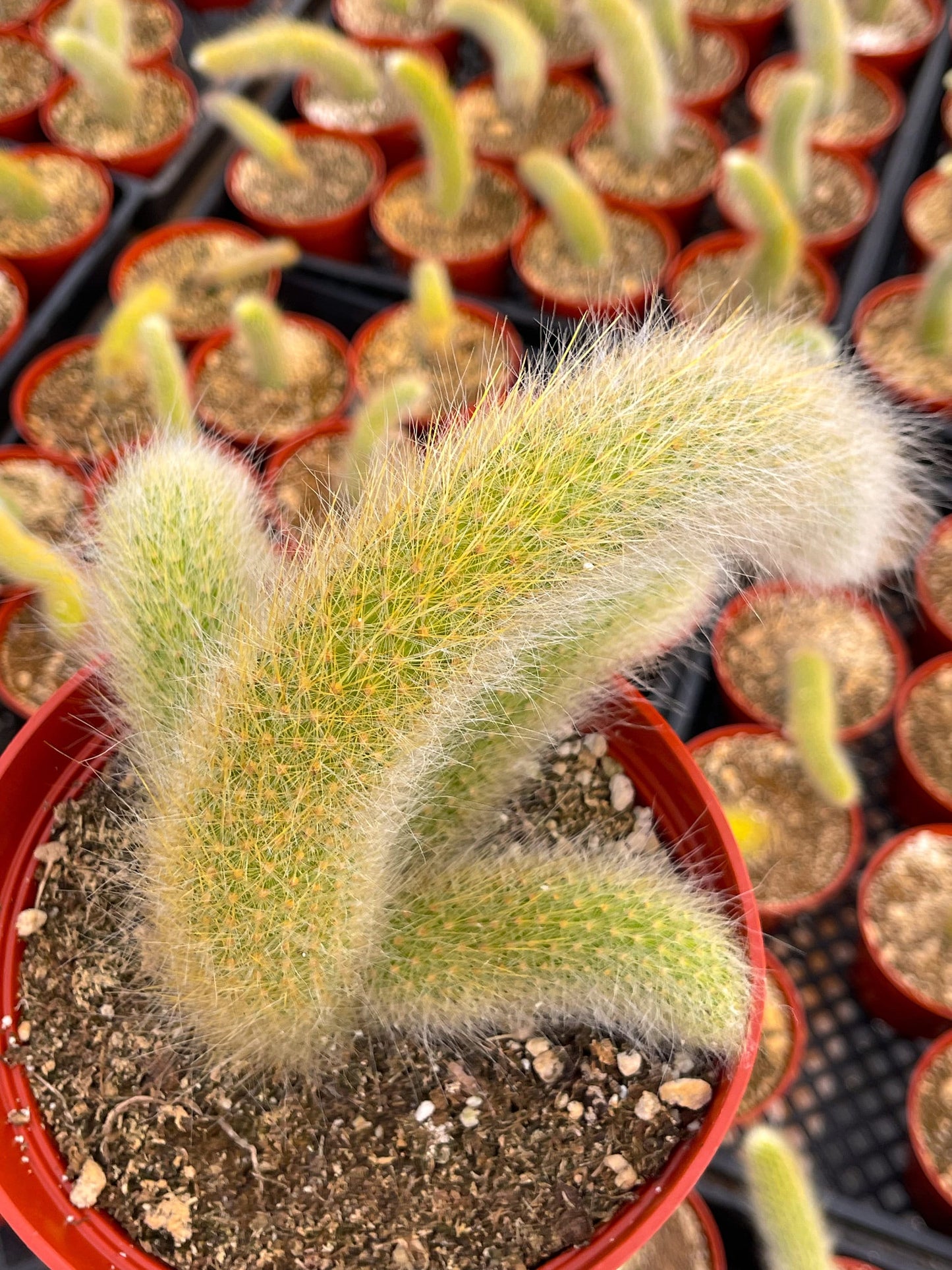 Monkey Tail Cactus | Hildewintera Colademononis | Rare cactus