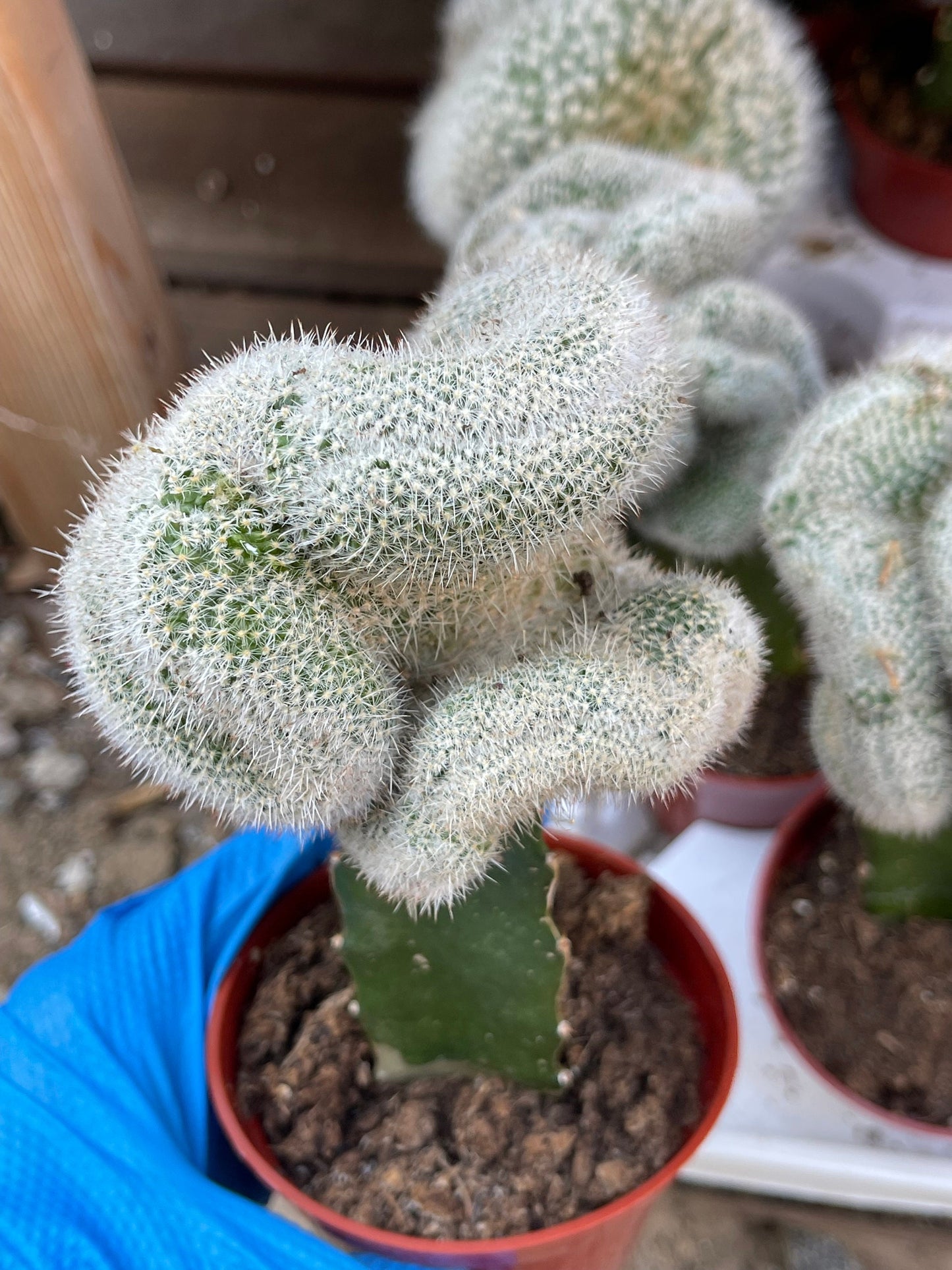 Crest Grafted Mammillaria Geminispina | Rare Cactus | Live Plant