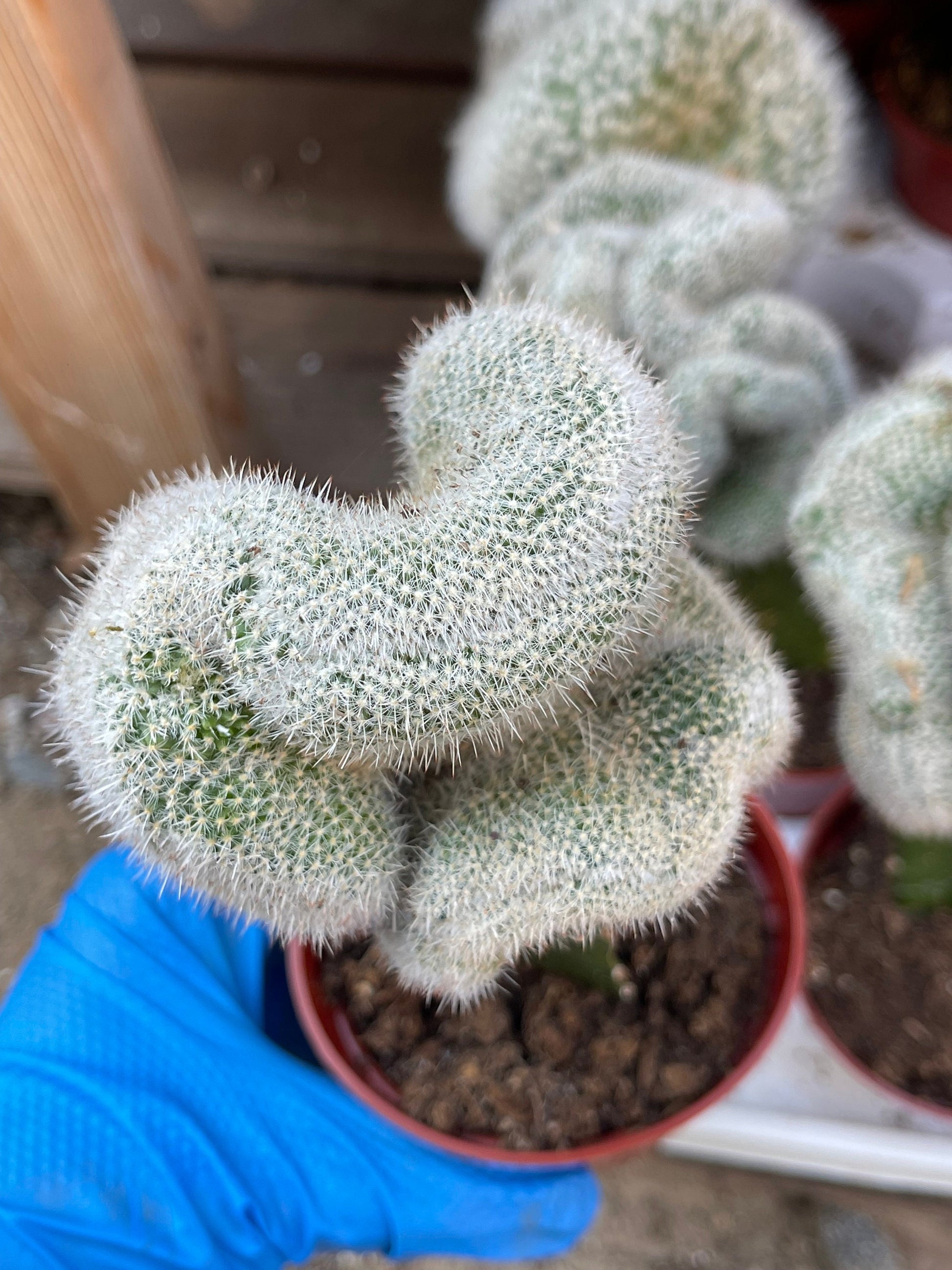 Crest Grafted Mammillaria Geminispina | Rare Cactus | Live Plant