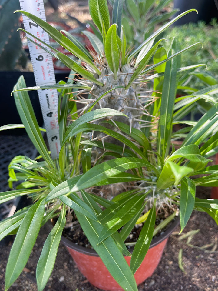 Madagascar Palm Plant | Pachypodium Lamerei | Live Plant | Rare Plant