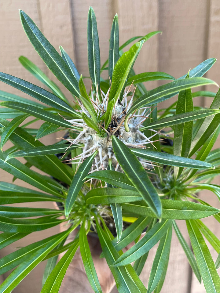 Madagascar Palm Plant | Pachypodium Lamerei | Live Plant | Rare Plant