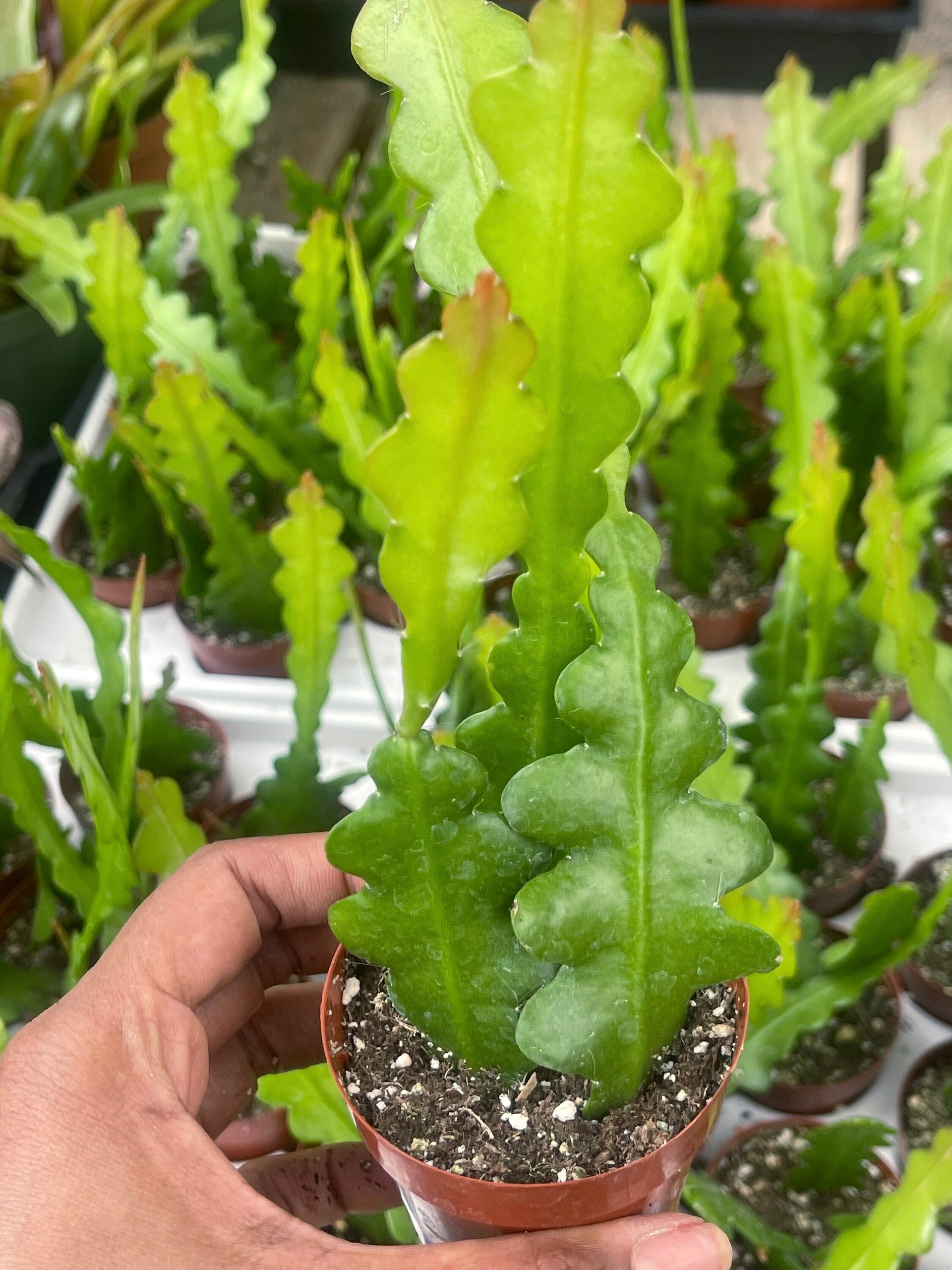 Ric Rac cactus