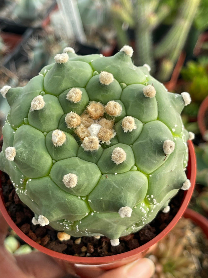 Astrophytum cv. Kikko Turtles | Live cactus