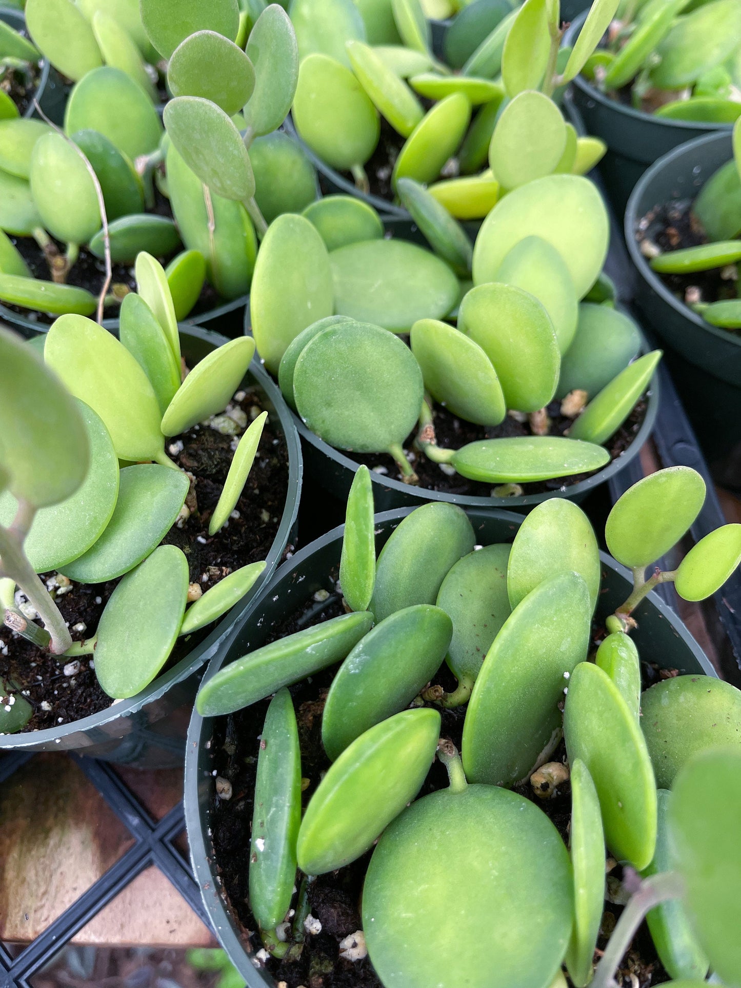 4” Silver Dollar | String of Coins | Live House Plant