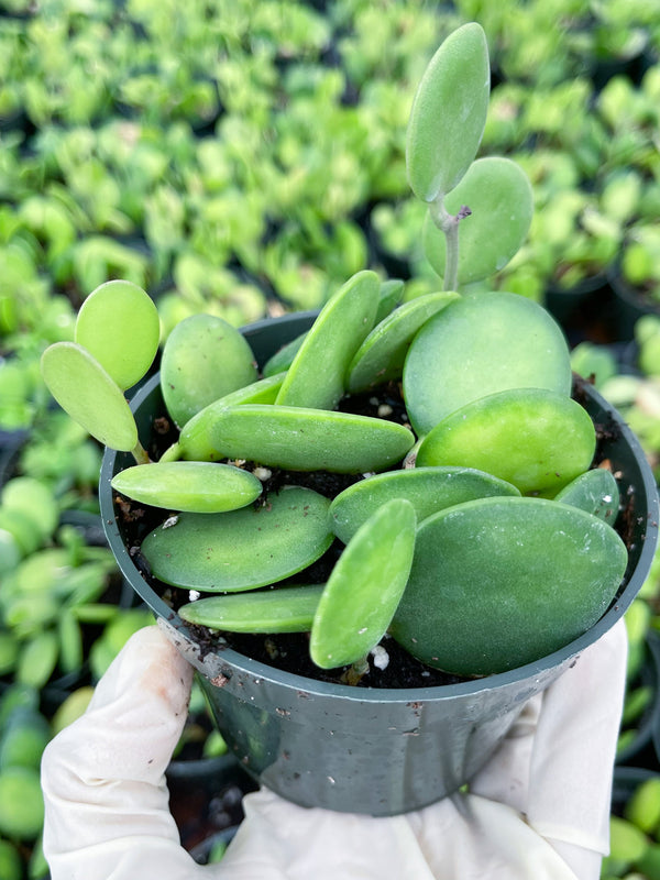 4” Silver Dollar | String of Coins | Live House Plant