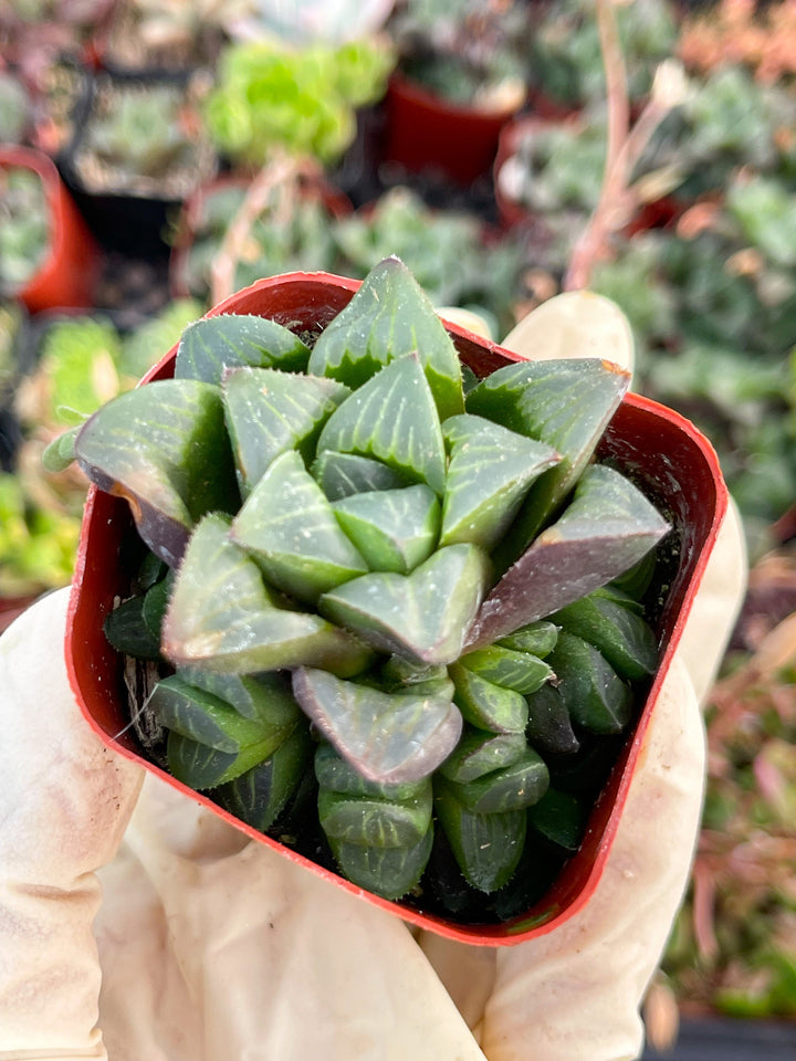 Harworthia Mutica Clusters | Live Succulent