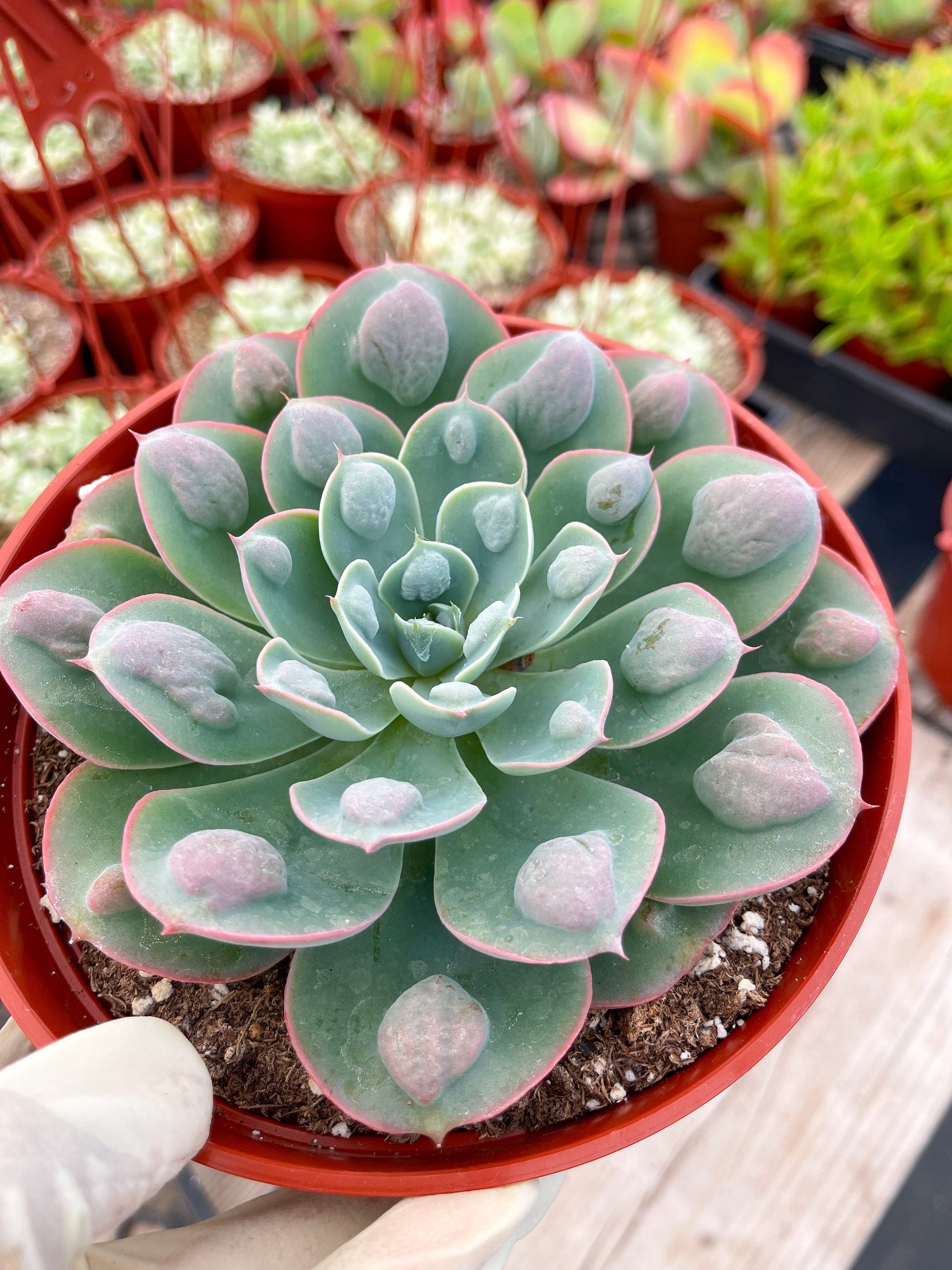 Echeveria Raindrops | Echeveria succulent | Live Plant