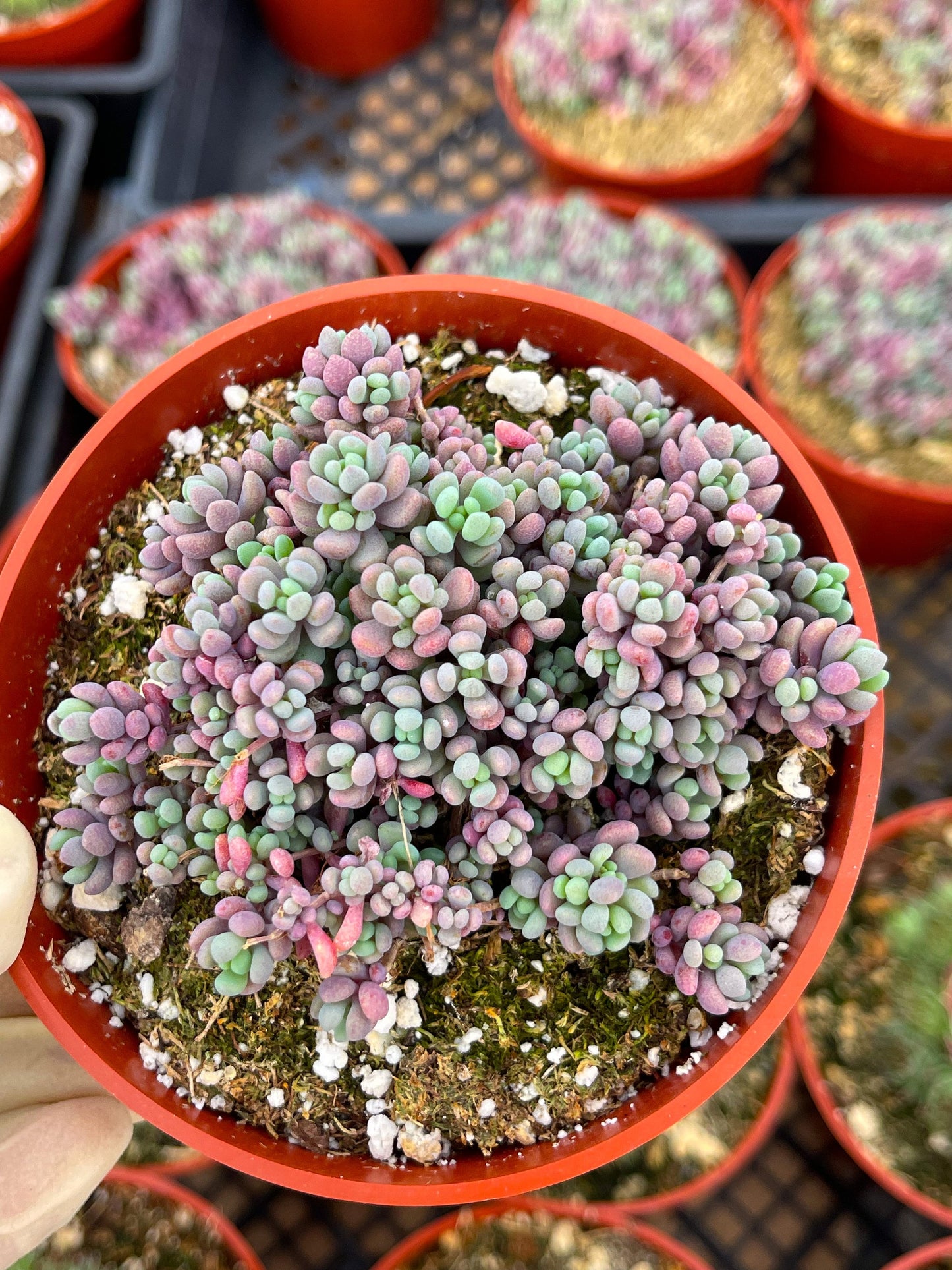 Sedum Dasyphyllum Minor | Corsican Stonecrop | Blue Tears Sedum