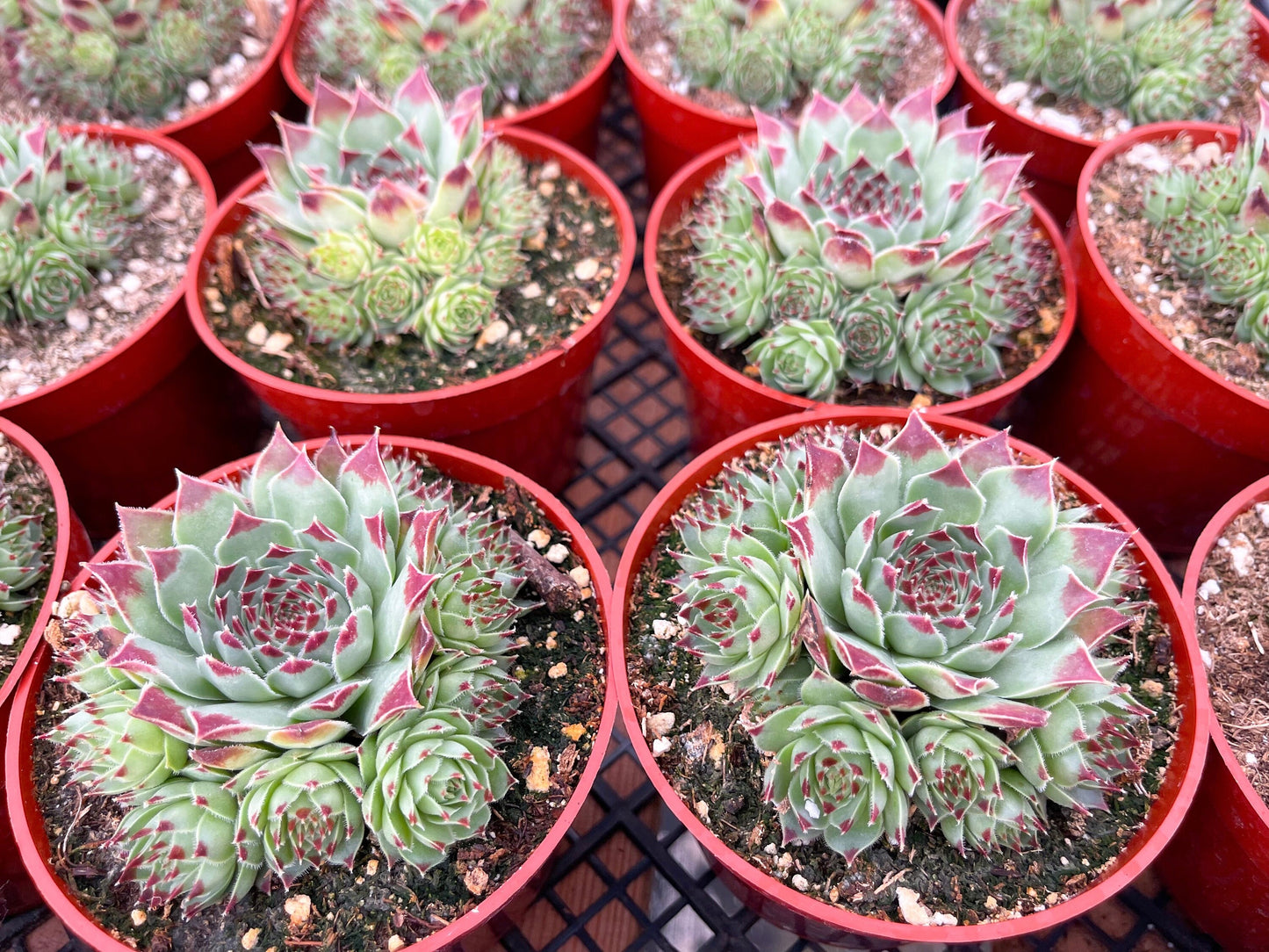 Hens & Chick Succulents | Sempervivum | Live Succulent