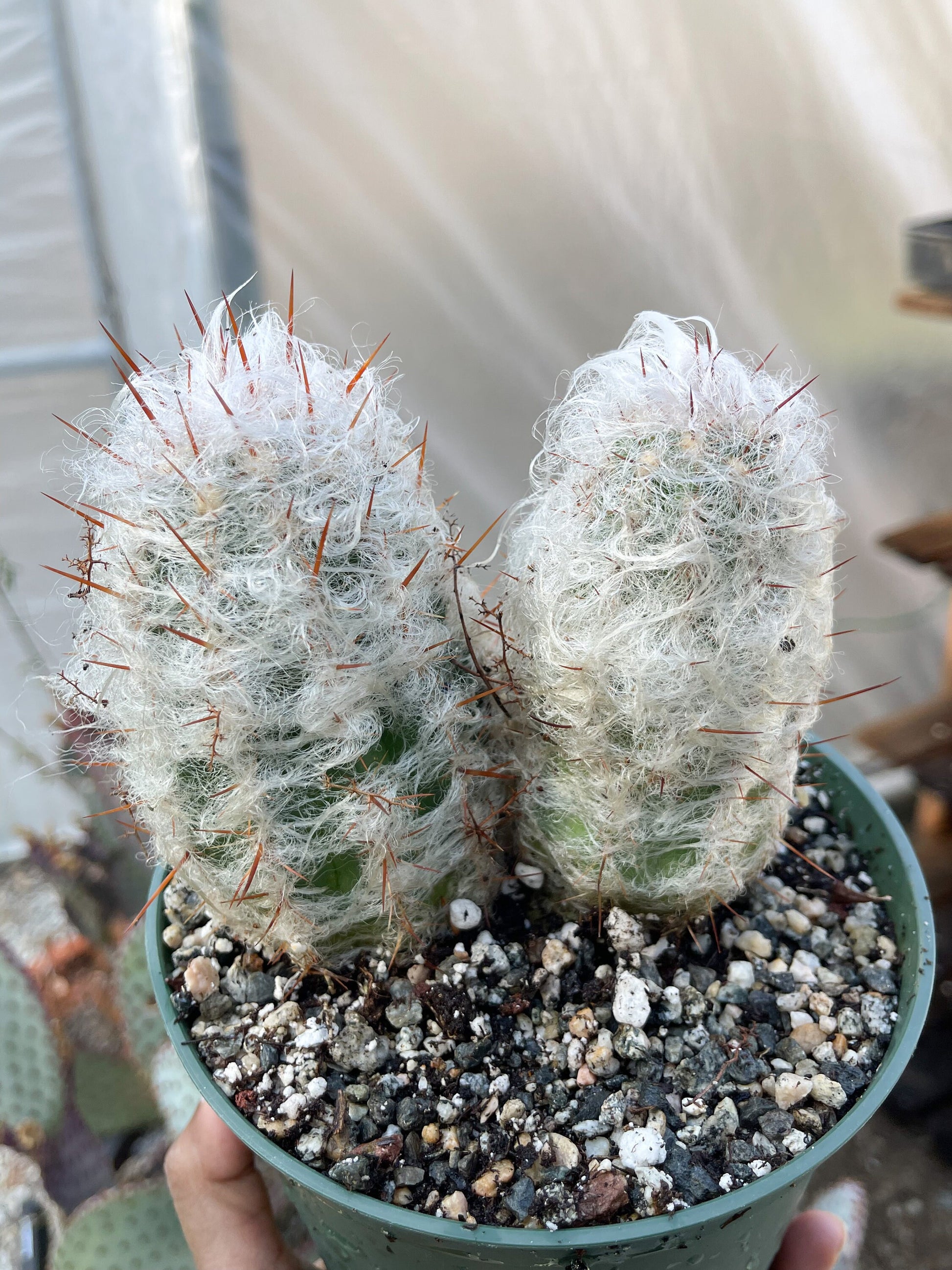 Oreocereus Trollii | Old Man Cactus | Live Cactus