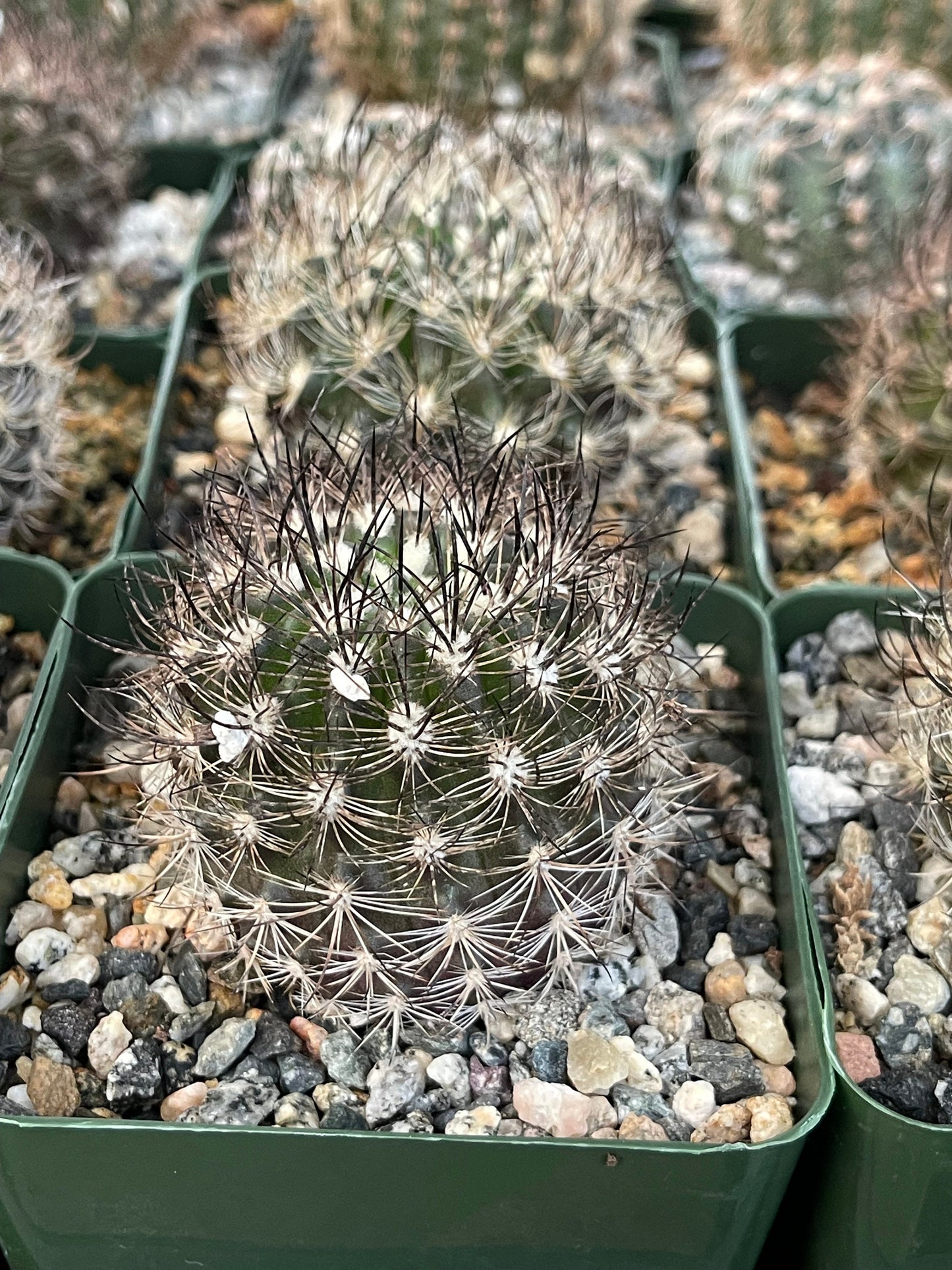 Neoporteria Bicolor | Live Cactus | Live Plant