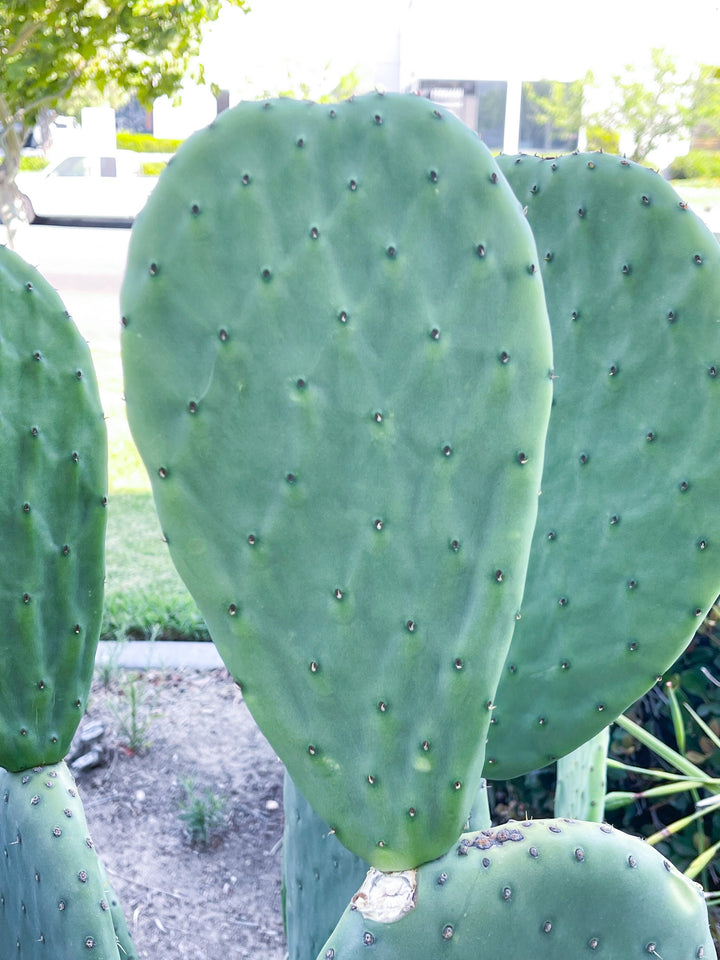 Opuntia Cutting Pad | Live Cactus | Live Plant