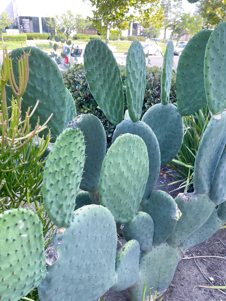 Opuntia Cutting Pad | Live Cactus | Live Plant